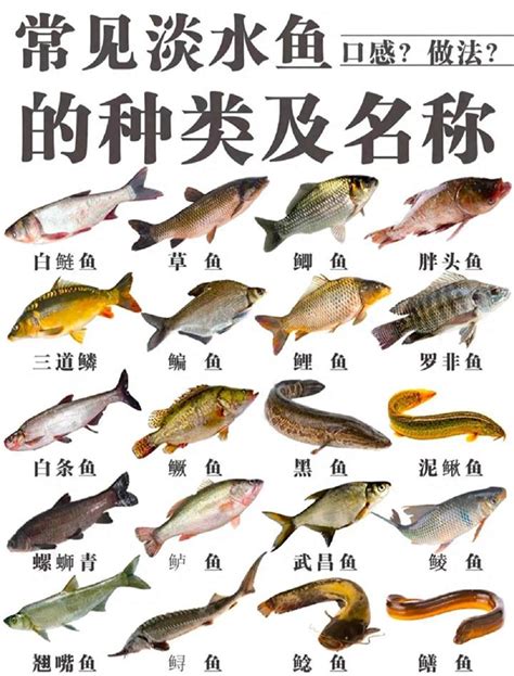 易經數字代表 養淡水魚種類